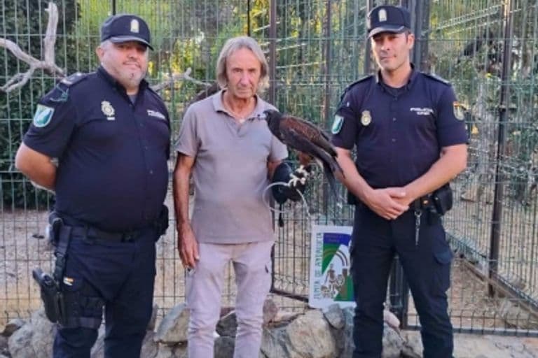 La Policía recupera un águila Harris en Sevilla y investiga maltrato animal