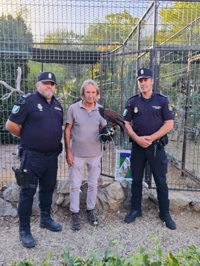 La Policía recupera un águila Harris en Sevilla y investiga maltrato animal