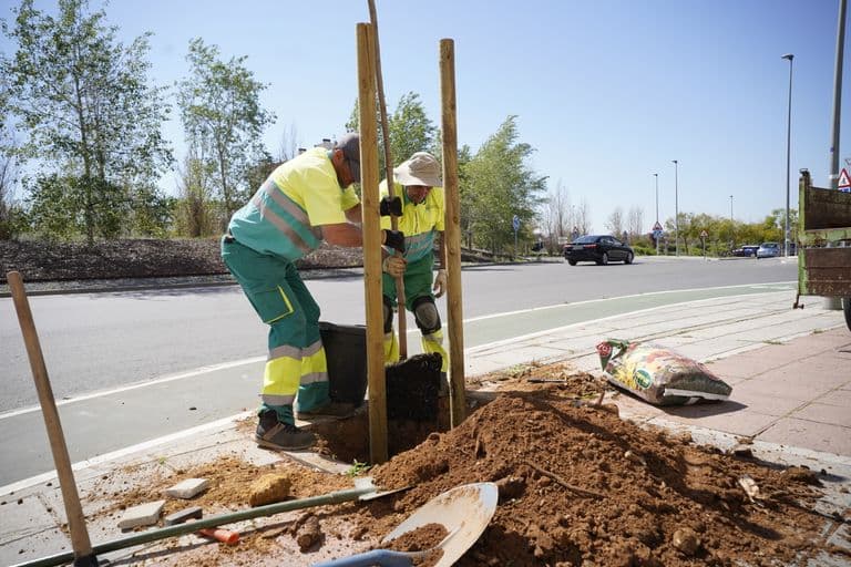 Mairena del Aljarafe adjudica la renovación de sus alcorques por 410.000 euros