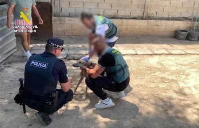 Cuatro detenidos por el robo y maltrato de ocho galgos en Bollullos de la Mitación